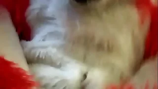 gay